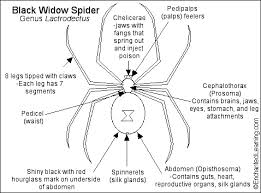 Black widow diagram